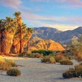 Desert trees + mountains